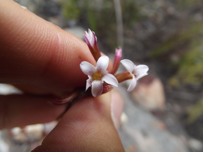 Adromischus inamoenus photo 8