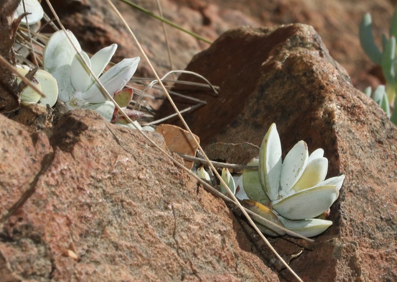 Adromischus leucophyllus