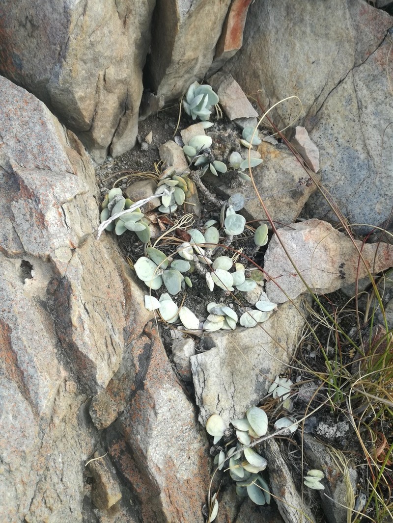 Adromischus leucophyllus photo 2