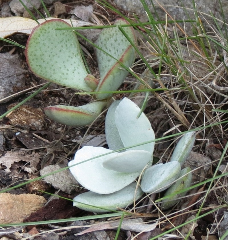 Adromischus leucophyllus photo 3