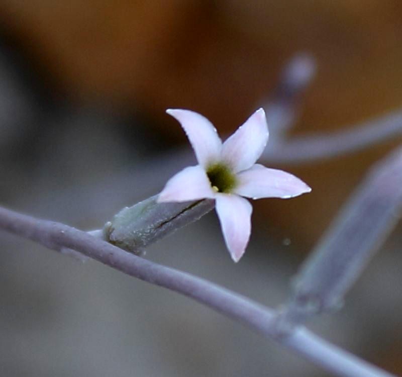 Adromischus leucophyllus photo 4
