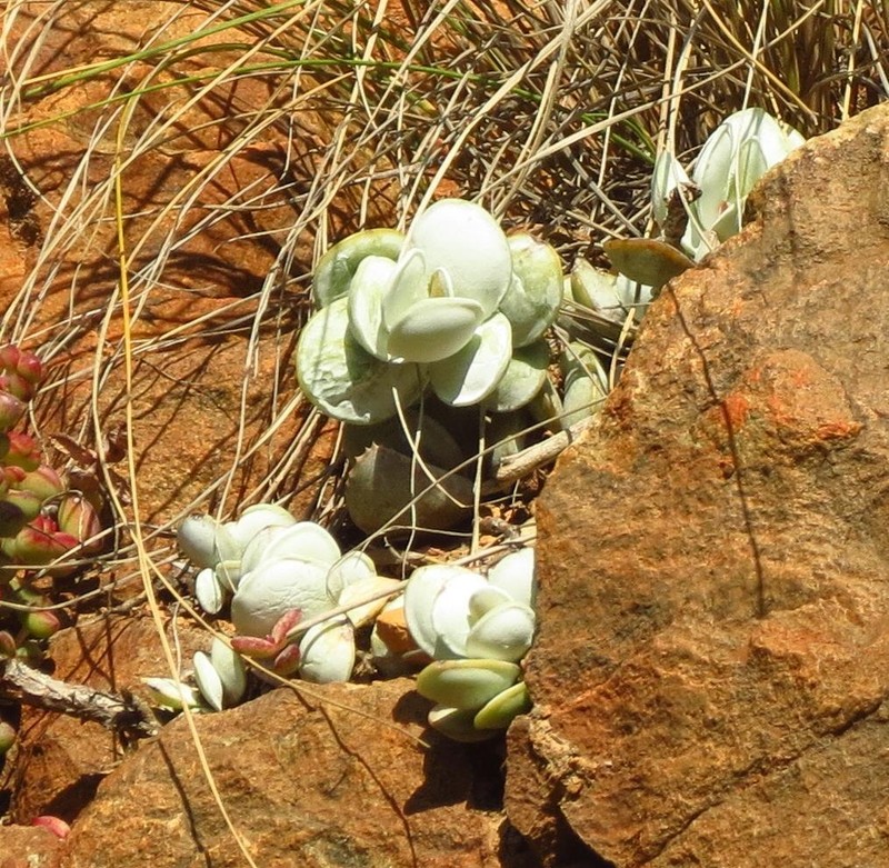 Adromischus leucophyllus photo 5
