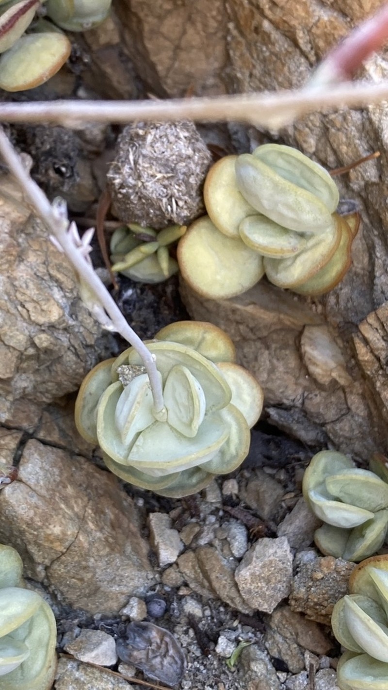 Adromischus leucophyllus photo 6