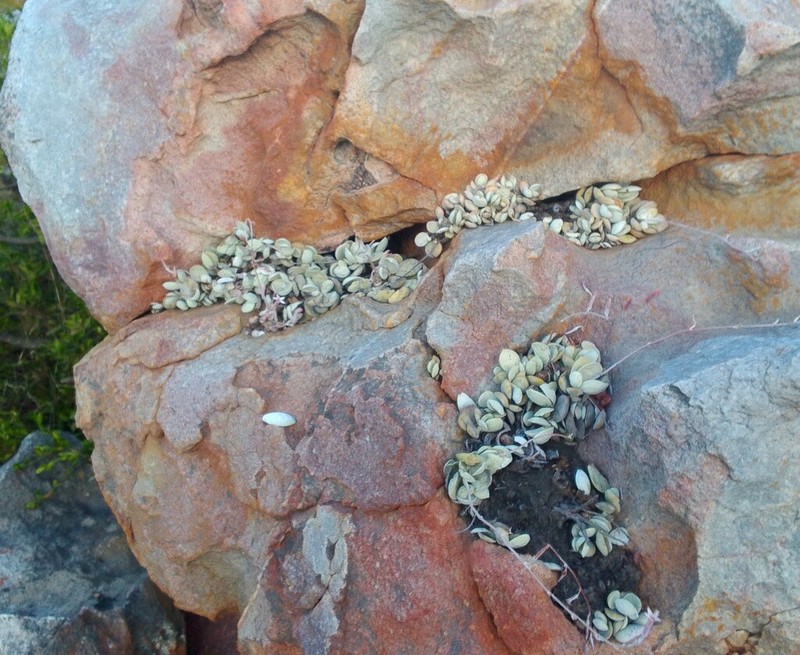 Adromischus leucophyllus photo 7