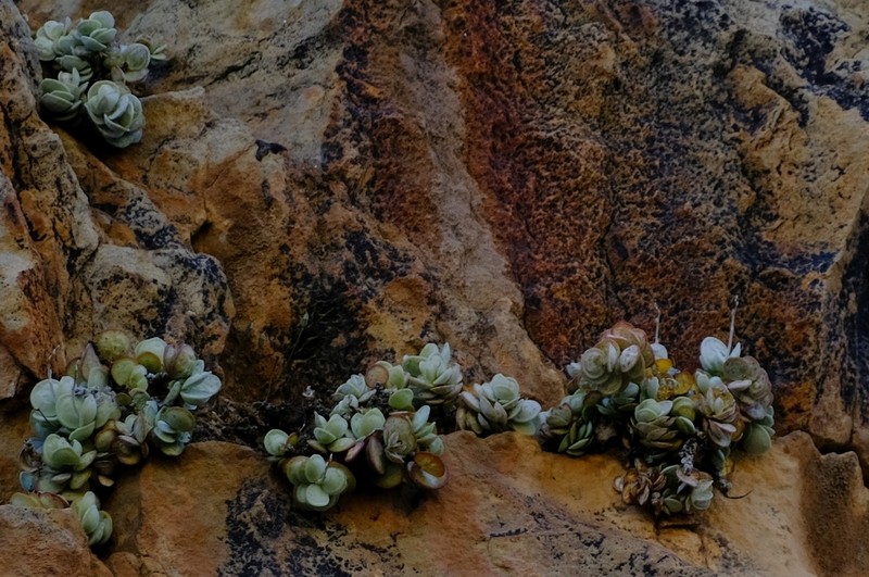 Adromischus leucophyllus photo 8
