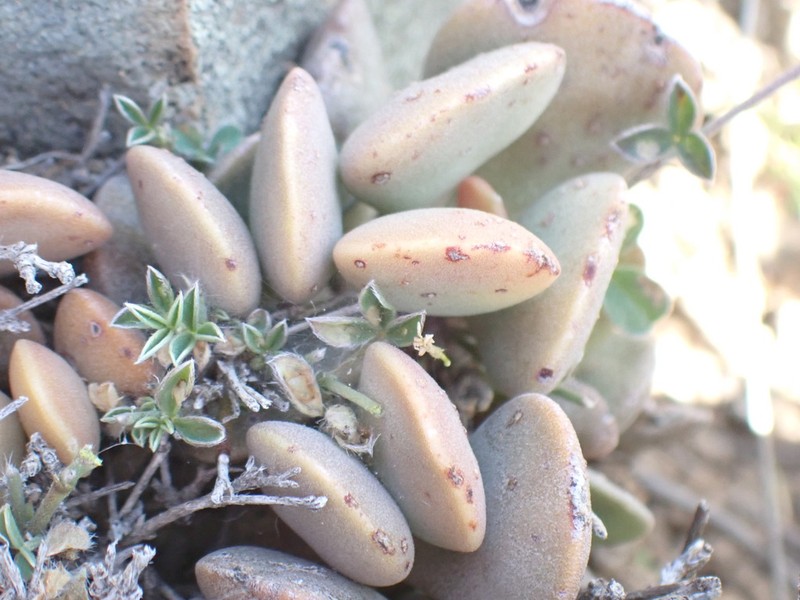 Adromischus liebenbergii