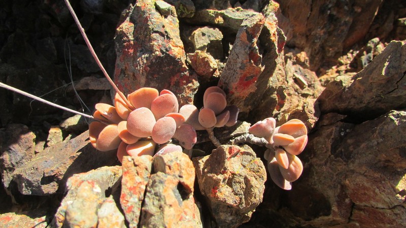 Adromischus liebenbergii photo 2