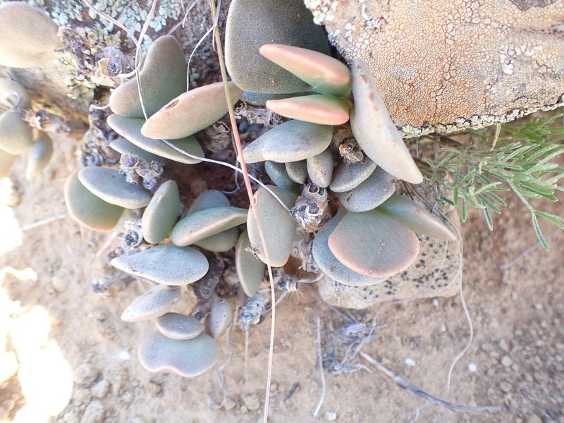 Adromischus liebenbergii photo 3