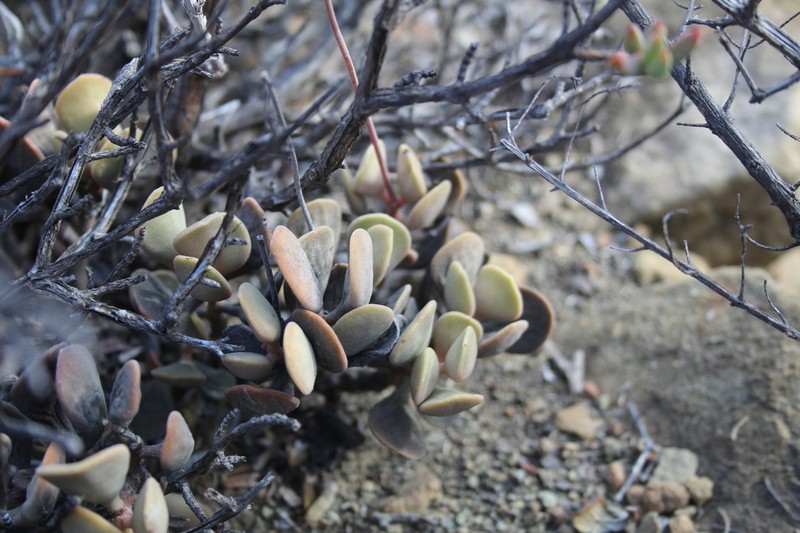 Adromischus liebenbergii photo 4