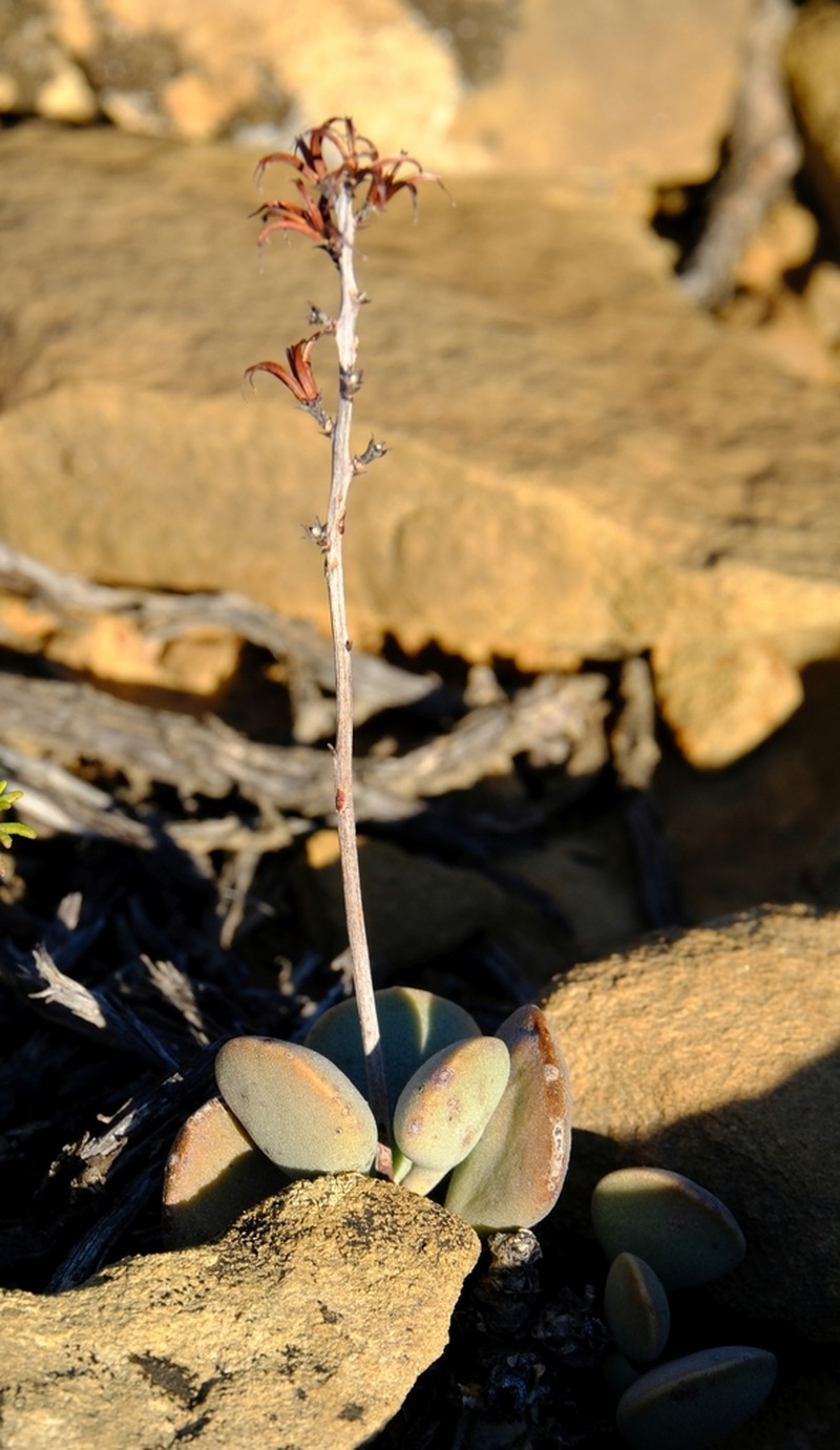 Adromischus liebenbergii photo 5