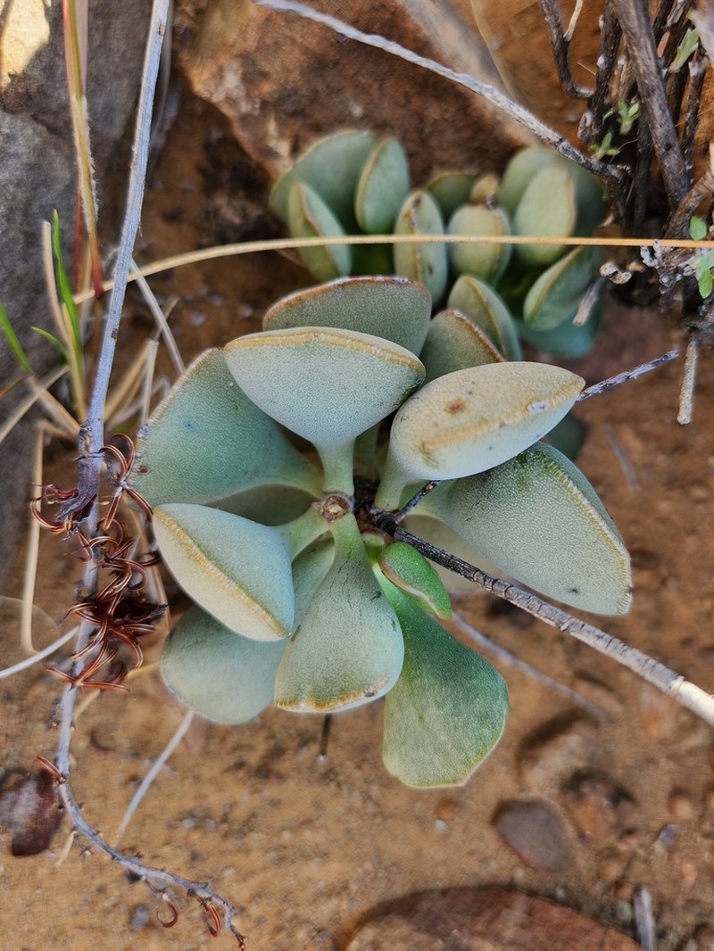 Adromischus liebenbergii photo 6
