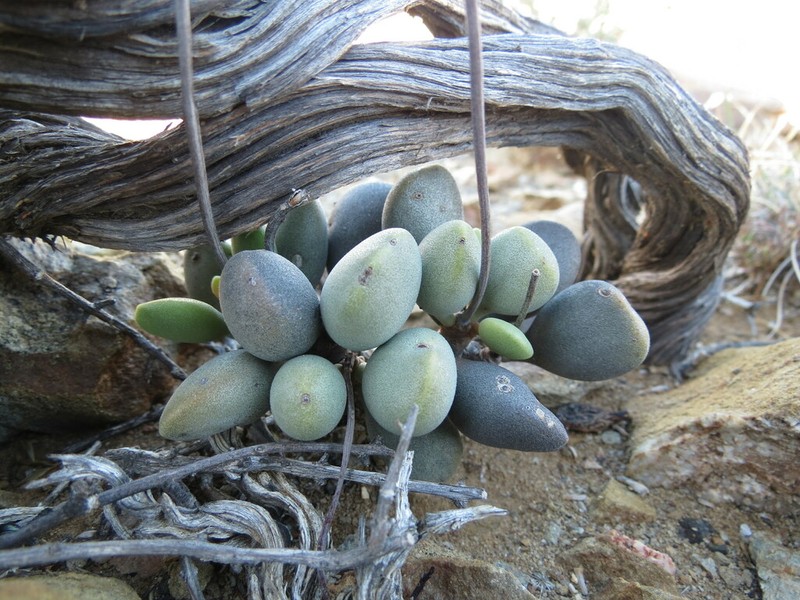 Adromischus liebenbergii photo 7