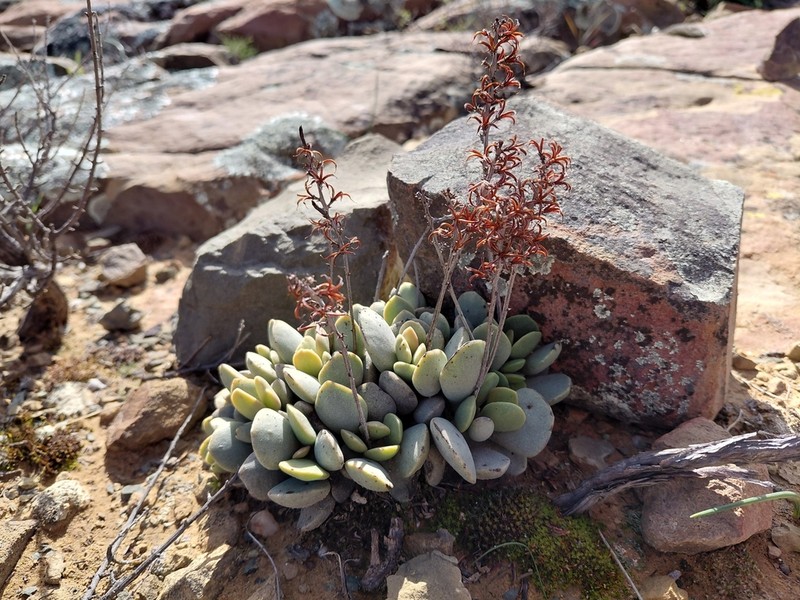 Adromischus liebenbergii photo 8