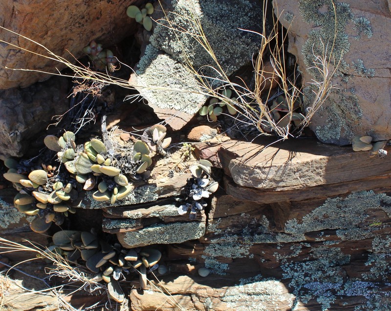 Adromischus liebenbergii subsp. liebenbergii