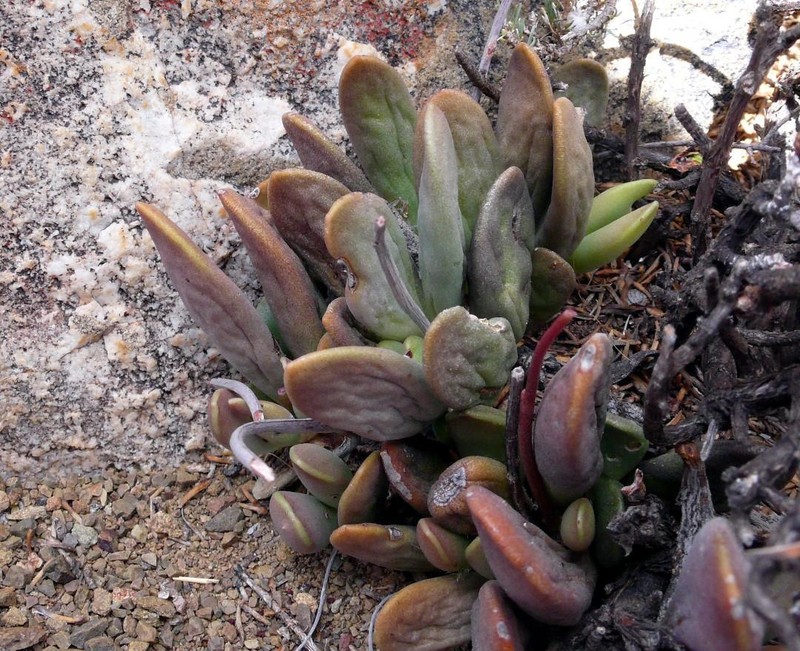 Adromischus liebenbergii subsp. liebenbergii photo 3