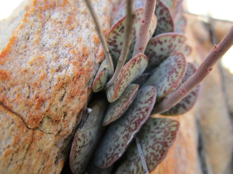 Adromischus maculatus photo 4