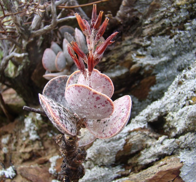 Adromischus maculatus photo 5