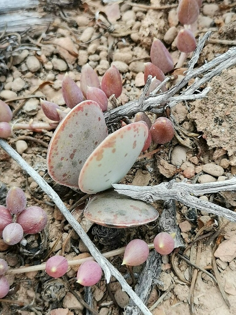 Adromischus maculatus photo 6