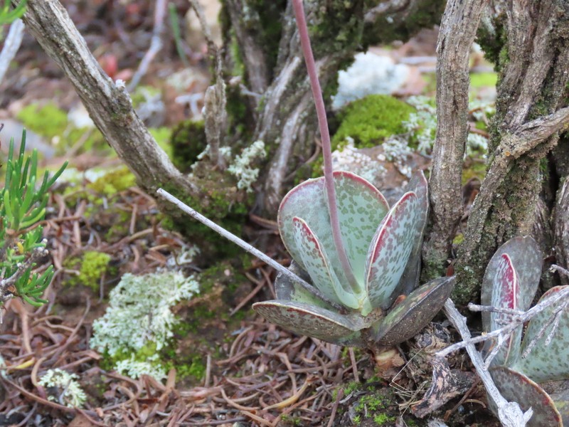 Adromischus maculatus photo 7