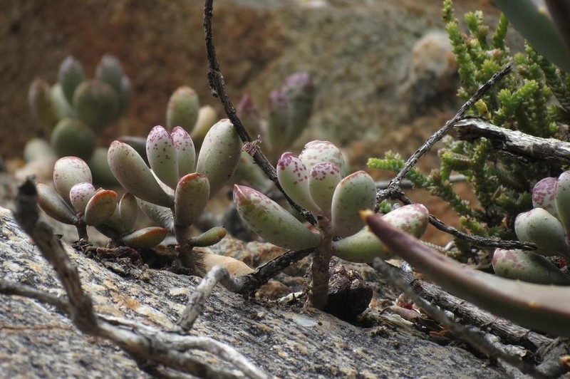 Adromischus mammillaris photo 2