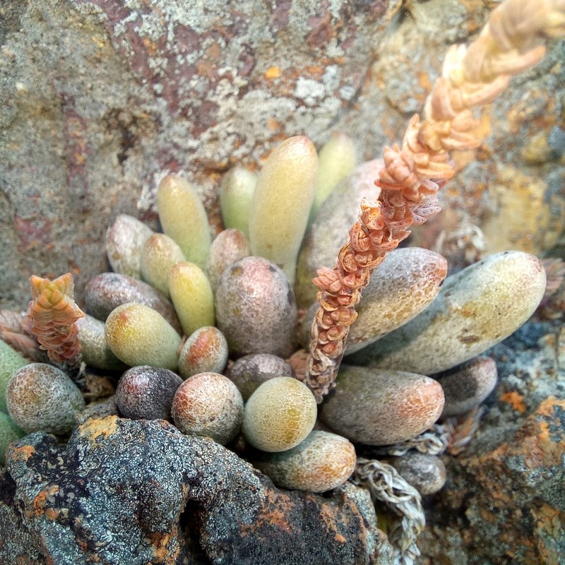 Adromischus mammillaris photo 3