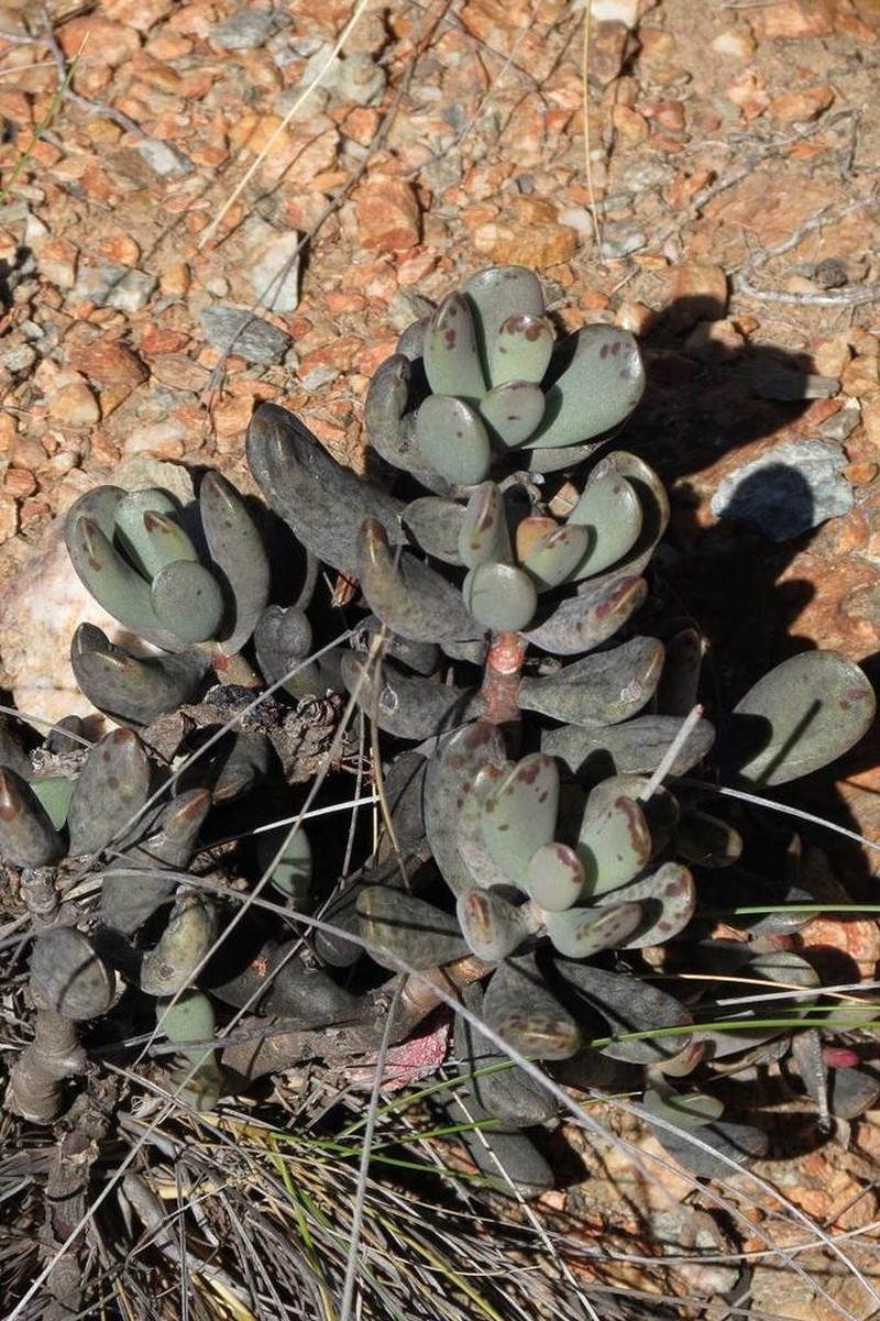 Adromischus mammillaris photo 4