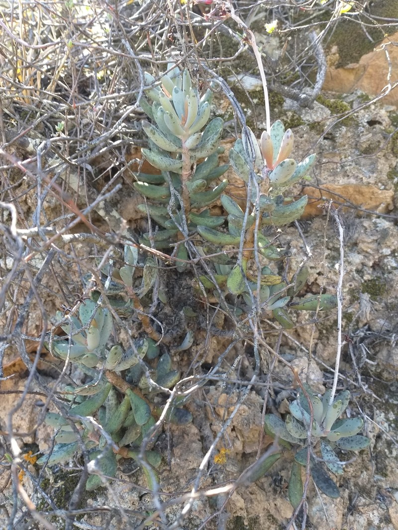 Adromischus mammillaris photo 6