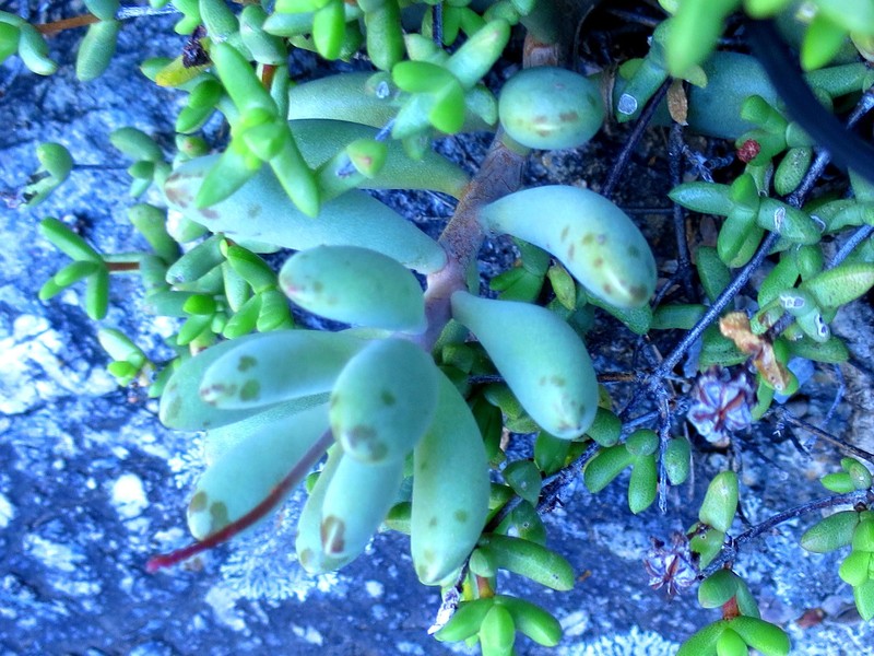 Adromischus mammillaris photo 7