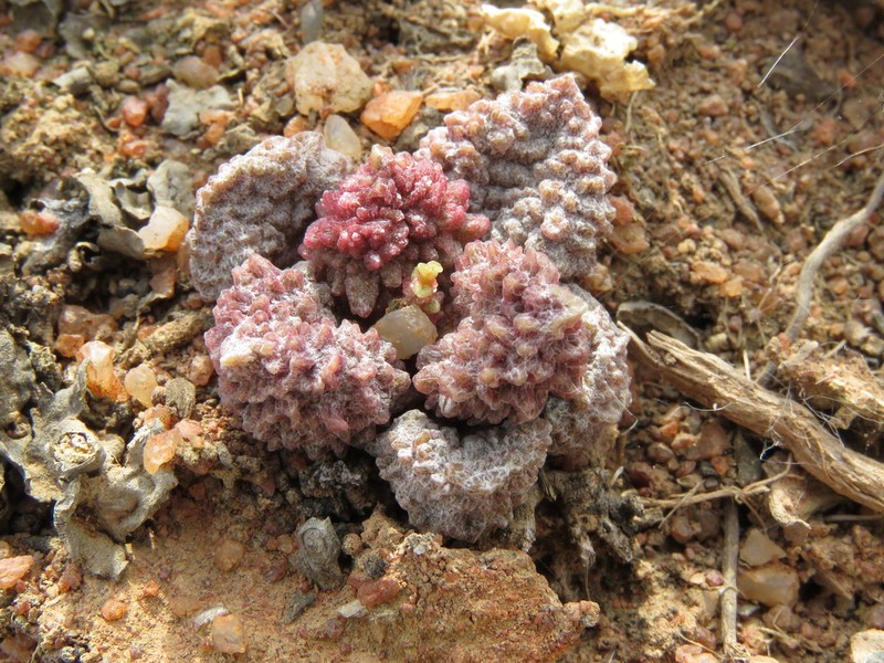 Adromischus marianiae photo 2