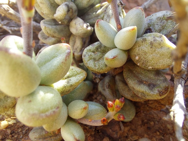 Adromischus marianiae photo 3