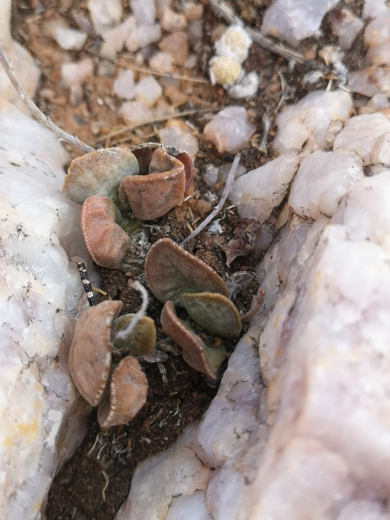 Adromischus marianiae photo 4