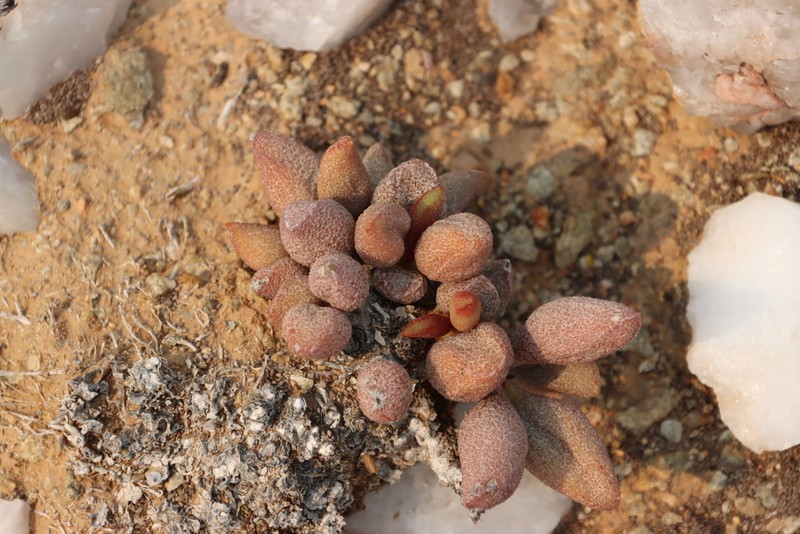 Adromischus marianiae photo 5