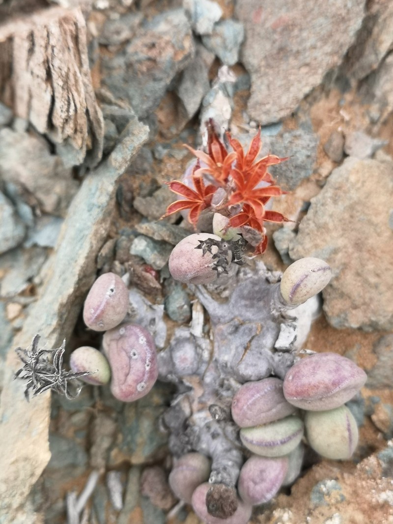 Adromischus marianiae photo 6