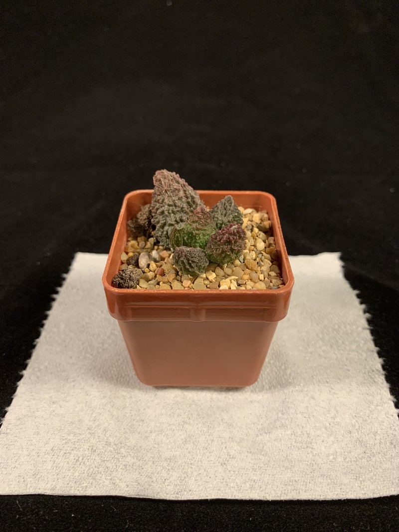 Adromischus marianiae photo 7