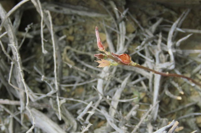 Adromischus marianiae var. marianiae