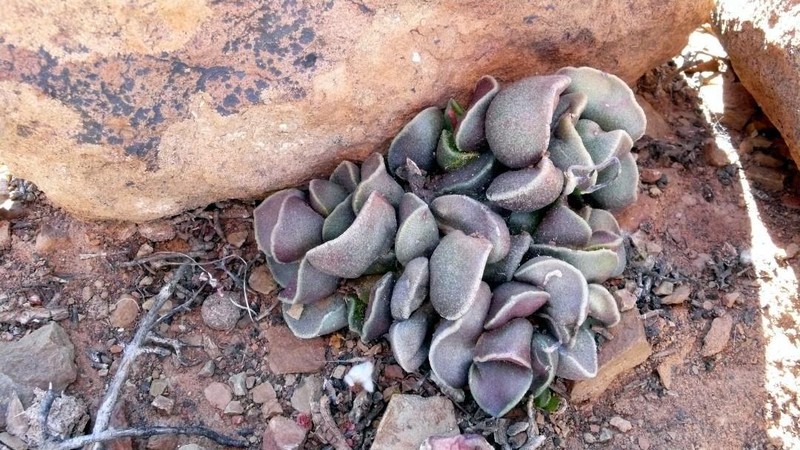 Adromischus marianiae var. marianiae photo 2