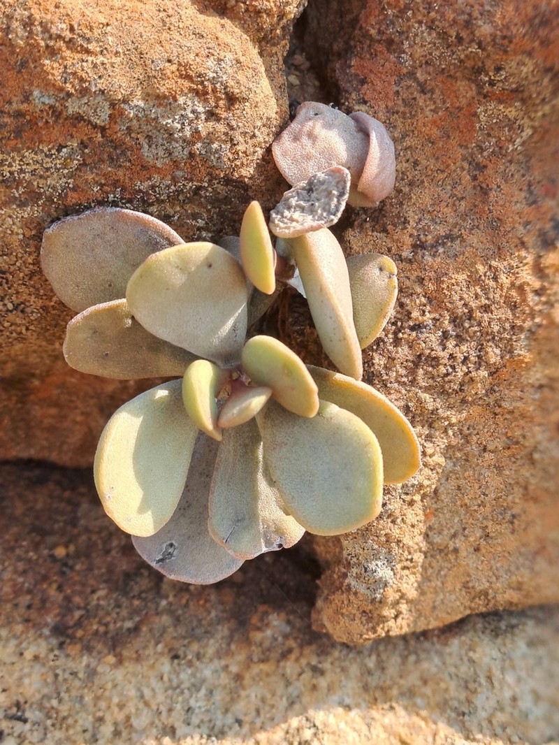 Adromischus maximus photo 2