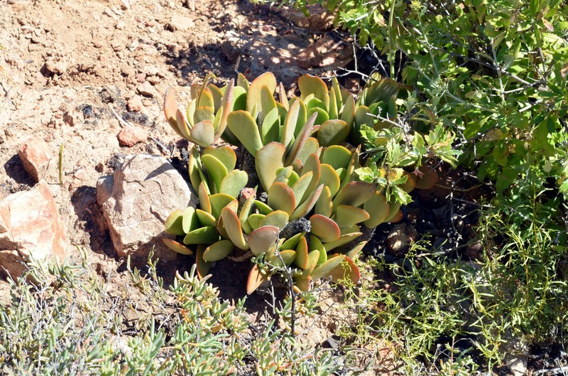 Adromischus maximus photo 7
