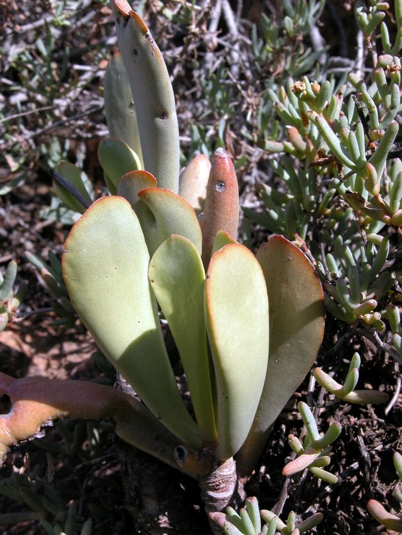 Adromischus maximus photo 8