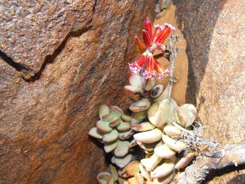 Adromischus montium-klinghardtii