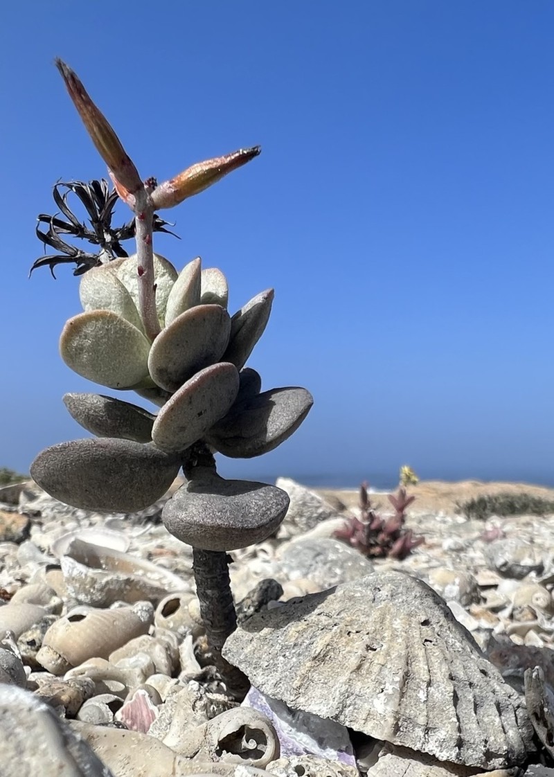 Adromischus montium-klinghardtii photo 2