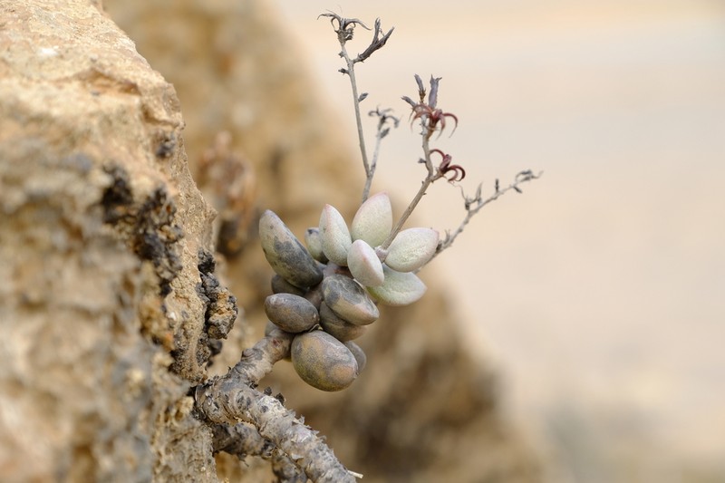 Adromischus montium-klinghardtii photo 3