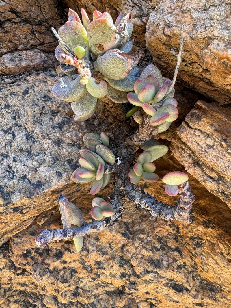 Adromischus montium-klinghardtii photo 4