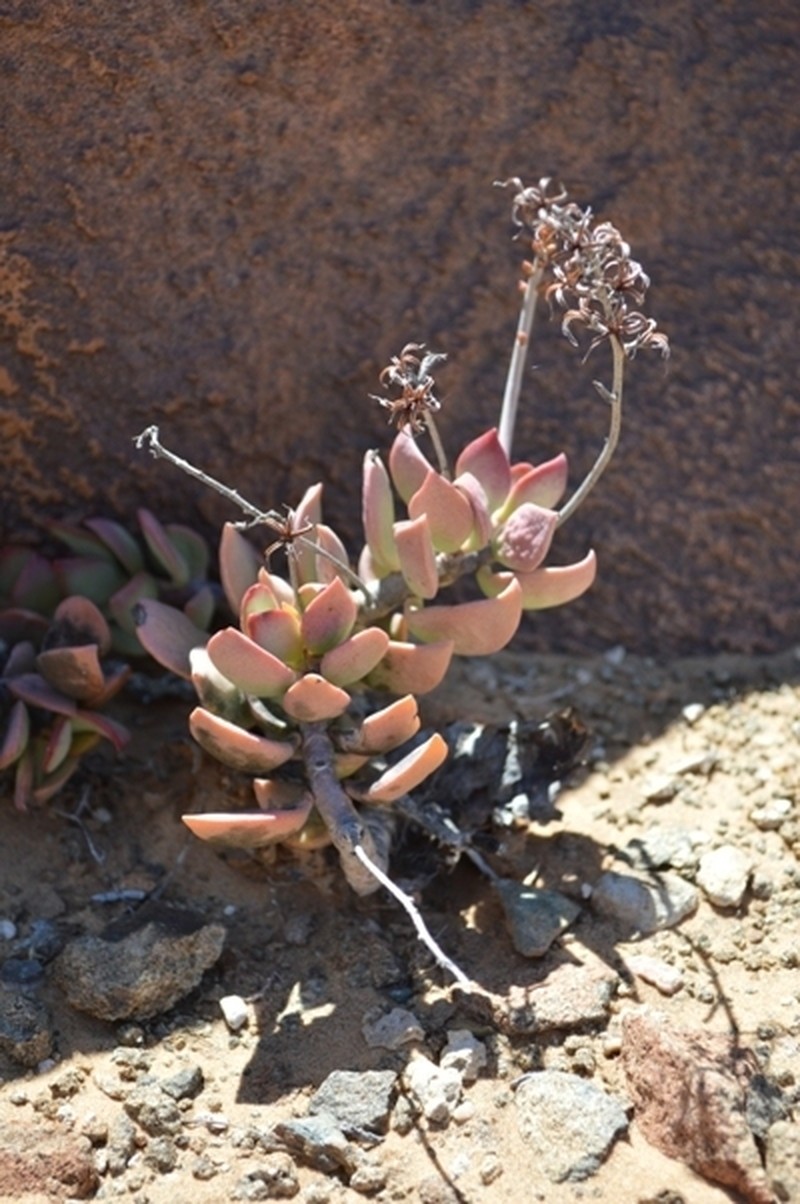 Adromischus montium-klinghardtii photo 5