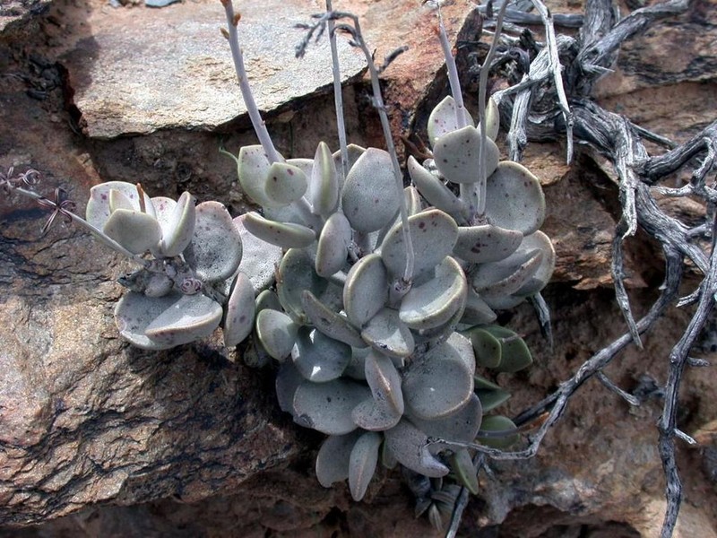 Adromischus montium-klinghardtii photo 6