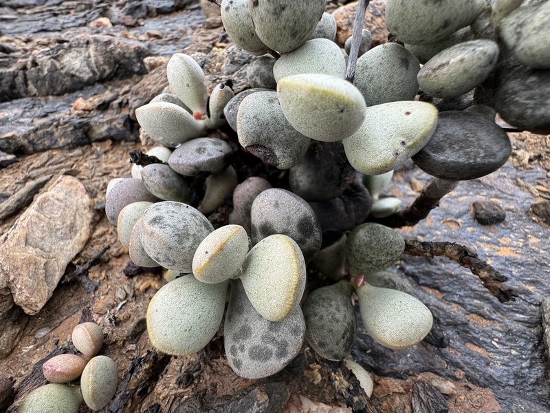 Adromischus montium-klinghardtii photo 7