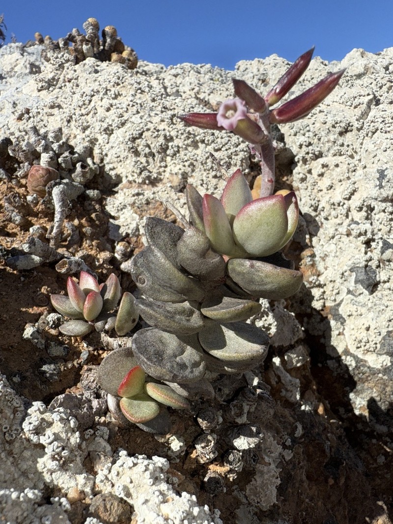 Adromischus montium-klinghardtii photo 8