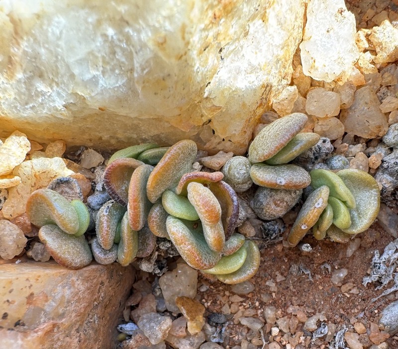 Adromischus nanus