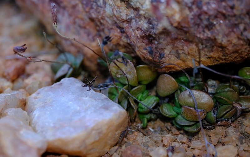 Adromischus nanus photo 2