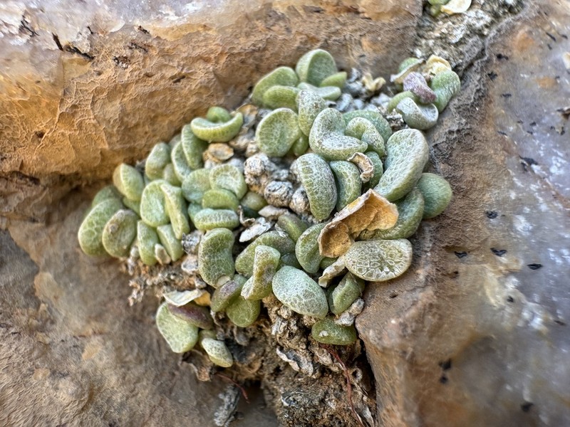 Adromischus nanus photo 3